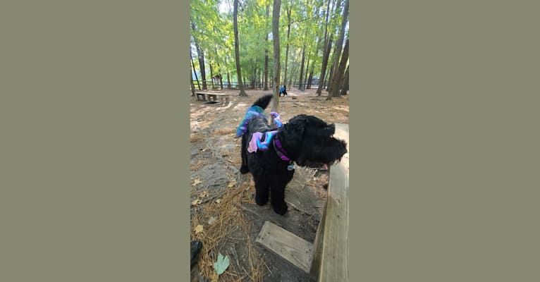 Photo of Nightingale, a Black Russian Terrier  in Hampton, Virginia, USA