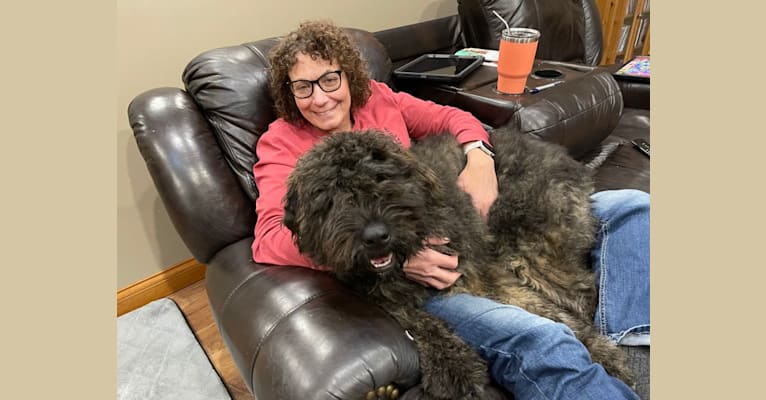 Georgi, a Bouvier des Flandres tested with EmbarkVet.com