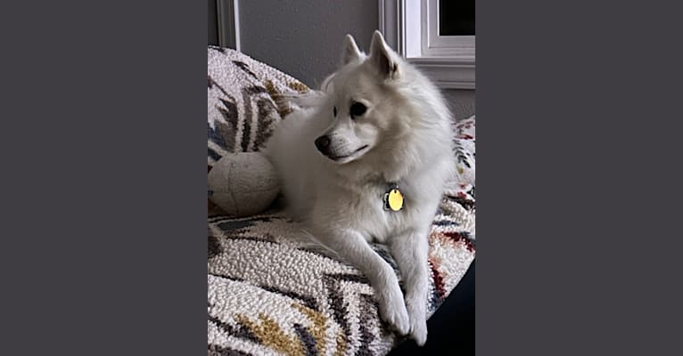 Fred, an American Eskimo Dog tested with EmbarkVet.com