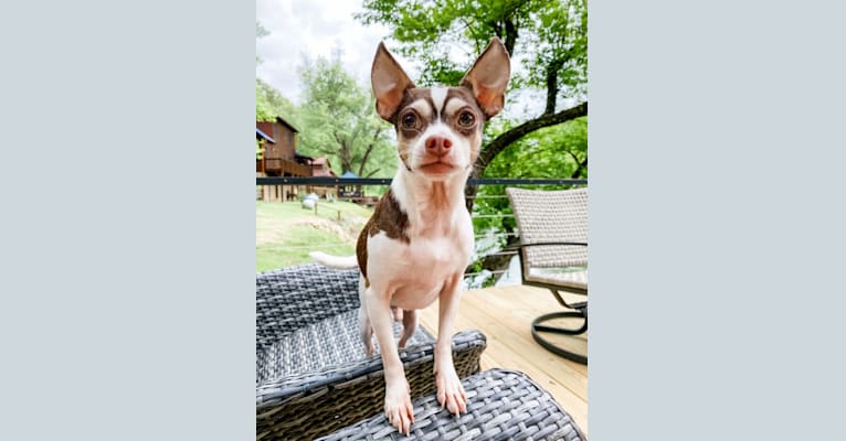 Howie, a Chihuahua and Rat Terrier mix tested with EmbarkVet.com