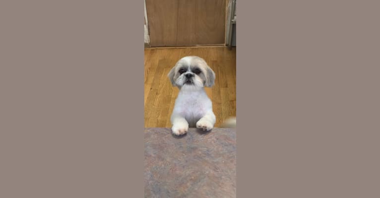 Lucy, a Shih Tzu tested with EmbarkVet.com