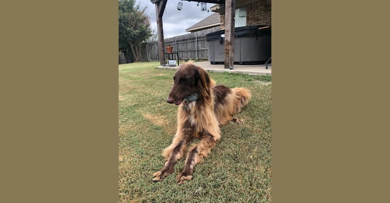 Photo of Rigel, a Saluki, Poodle (Standard), Greyhound, and Afghan Hound mix in Royse City, Texas, USA
