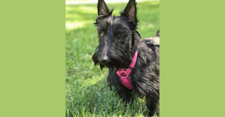 Bryzzo, a Scottish Terrier tested with EmbarkVet.com