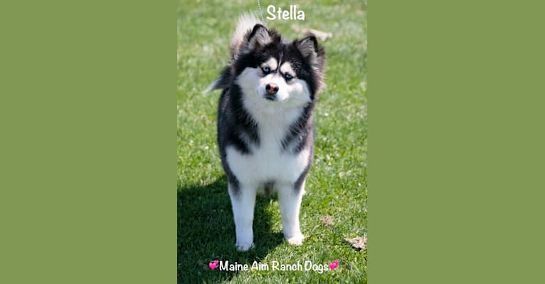 Stella, a Siberian Husky and Pomeranian mix tested with EmbarkVet.com