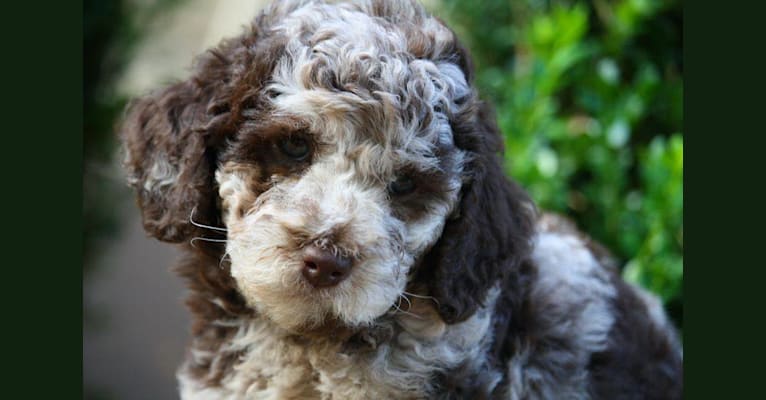 Cookie, a Poodle (Standard) and Poodle (Small) mix tested with EmbarkVet.com