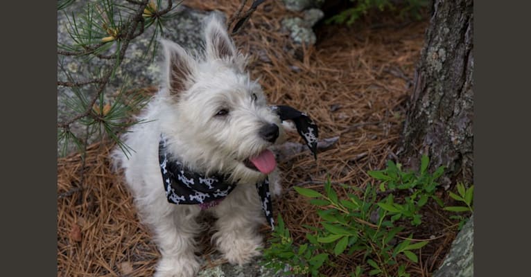 Finn, a West Highland White Terrier tested with EmbarkVet.com