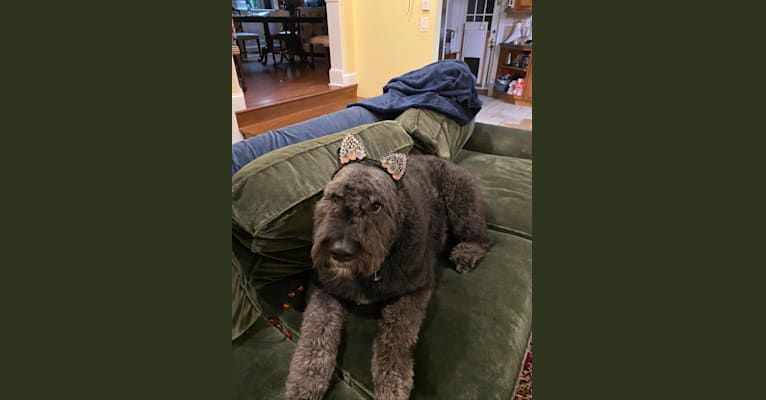 Sir Winston Churchill, a Bouvier des Flandres tested with EmbarkVet.com