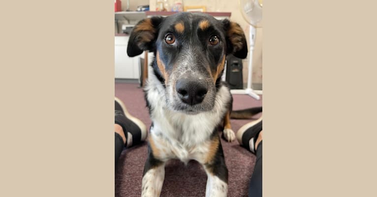 Carson, an Australian Cattle Dog and Mountain Cur mix tested with EmbarkVet.com