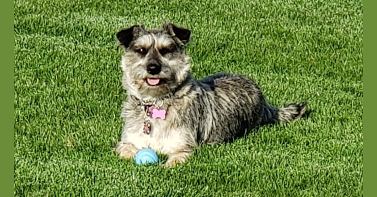 Photo of Gracie, a Chihuahua, American Pit Bull Terrier, Miniature Schnauzer, German Shepherd Dog, and Mixed mix in Tijuana, Baja California, Mexico