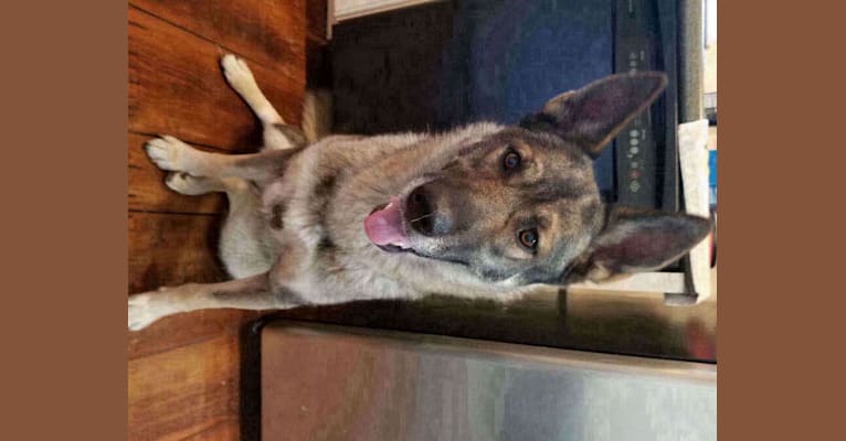 Kaja, a German Shepherd Dog and Siberian Husky mix tested with EmbarkVet.com