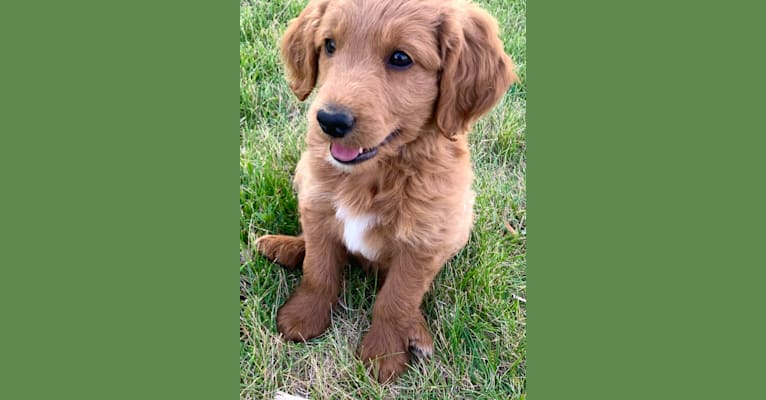 Blue Collar, a Goldendoodle tested with EmbarkVet.com