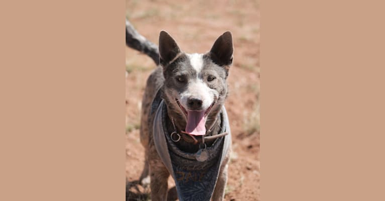 Whiskey, an Australian Cattle Dog tested with EmbarkVet.com
