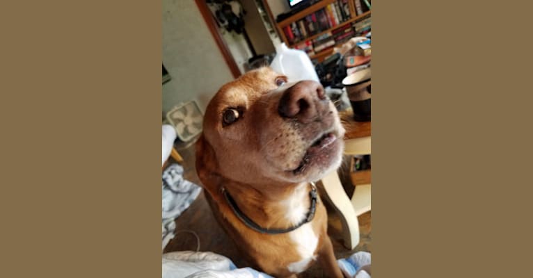 Embark Dog DNA Test Breed