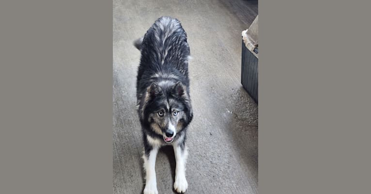 Cersei, a Siberian Husky tested with EmbarkVet.com