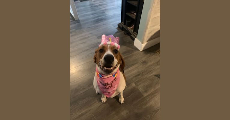 Luna, a Treeing Walker Coonhound tested with EmbarkVet.com