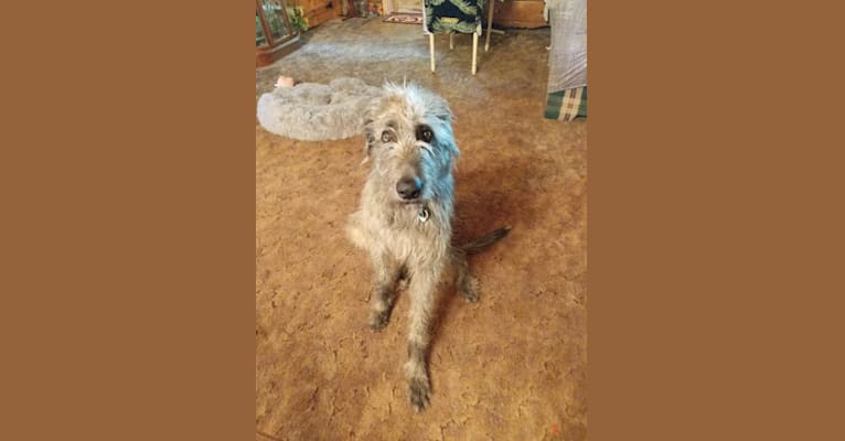 Olcan, an Irish Wolfhound tested with EmbarkVet.com