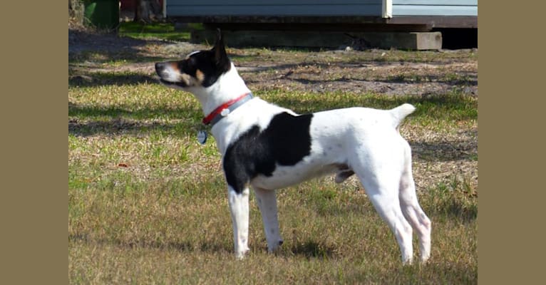Flick, a Rat Terrier tested with EmbarkVet.com