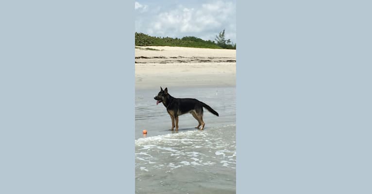 Reef, a German Shepherd Dog tested with EmbarkVet.com