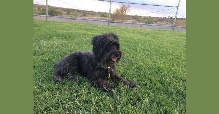 Photo of Homey, a Poodle (Small), Silky Terrier, and Yorkshire Terrier mix in El Paso, Texas, USA