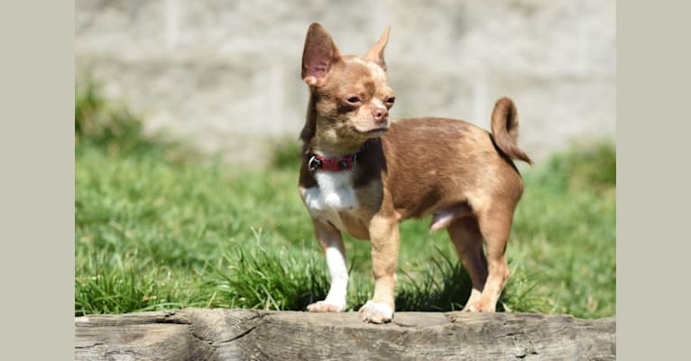Marvin, a Chihuahua tested with EmbarkVet.com