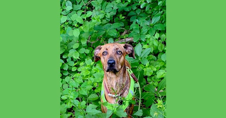 Lyza, a Catahoula Leopard Dog and American Pit Bull Terrier mix tested with EmbarkVet.com