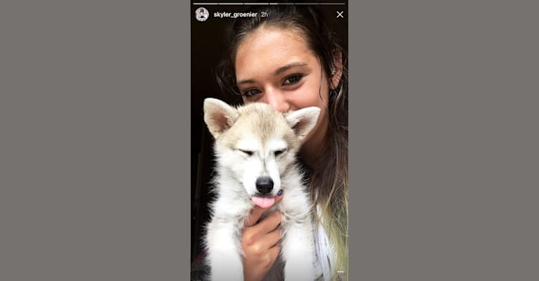 miniature husky oregon