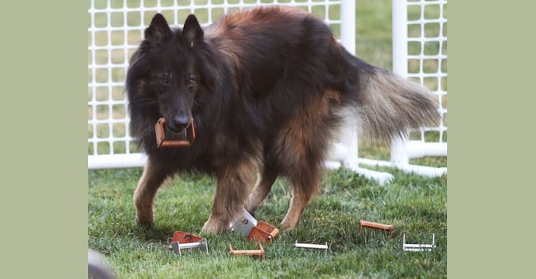 Topper, a Belgian Shepherd tested with EmbarkVet.com