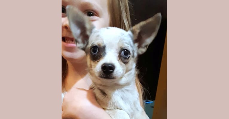 Tostito, a Chihuahua tested with EmbarkVet.com