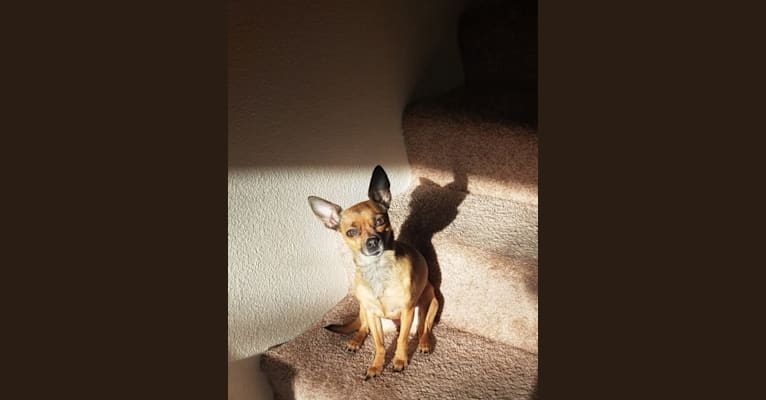 Moose, a Chihuahua and Miniature Pinscher mix tested with EmbarkVet.com