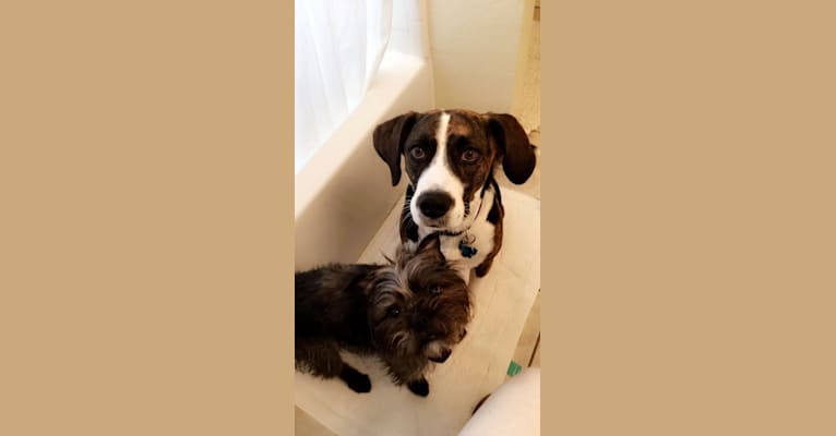 Photo of Bailey, a Beagle, American Bully, and German Shepherd Dog mix in Tijuana, Baja California, Mexico