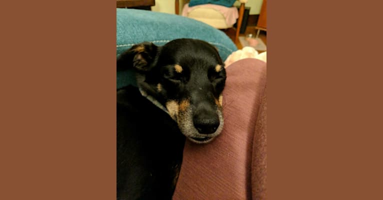 Luke, a Chihuahua and Dachshund mix tested with EmbarkVet.com