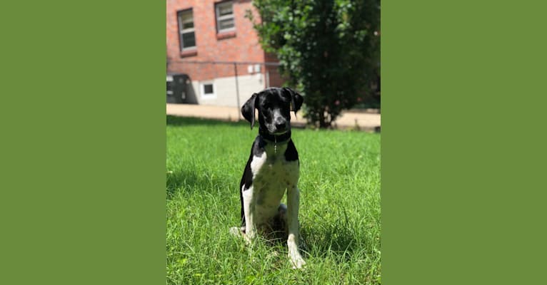 Shiloh, a German Shorthaired Pointer and Beagle mix tested with EmbarkVet.com