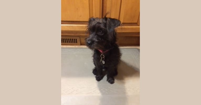 Koko, a Poodle (Small) and Rat Terrier mix tested with EmbarkVet.com