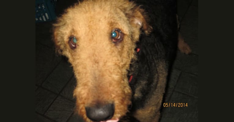 Photo of Sulley, an Airedale Terrier  in Airedale Acres, Madison 1323, Huntsville, AR, USA