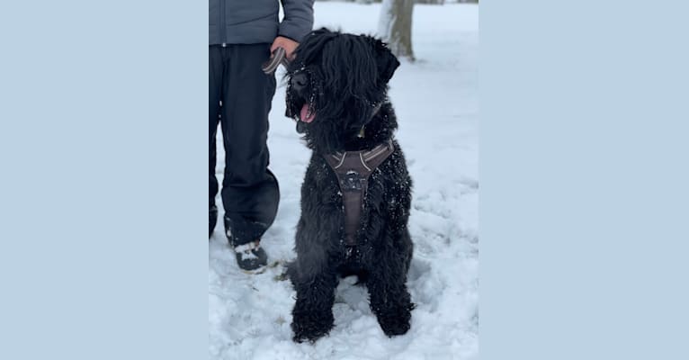 Arabesgue, a Black Russian Terrier tested with EmbarkVet.com