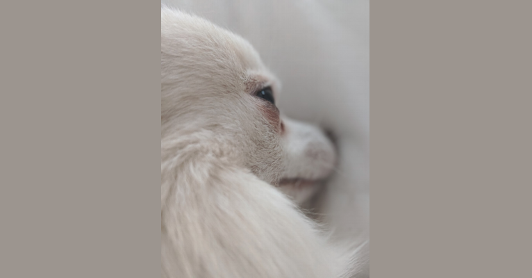 MoMo, a Chihuahua tested with EmbarkVet.com