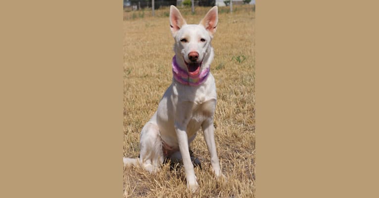 Dash, a Carolina Dog tested with EmbarkVet.com