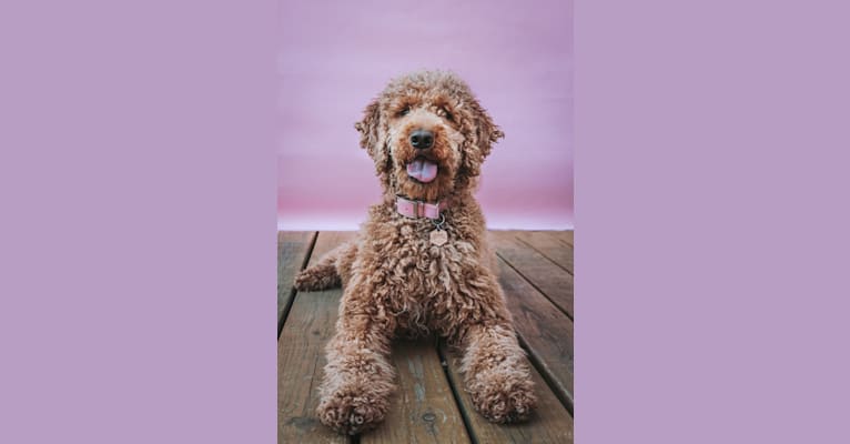 Chloe, a Poodle (Standard) tested with EmbarkVet.com