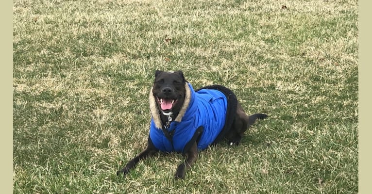 Axel, a Staffordshire Terrier and Rottweiler mix tested with EmbarkVet.com