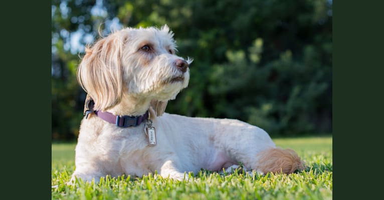 Ethel, a Staffordshire Terrier and Shih Tzu mix tested with EmbarkVet.com