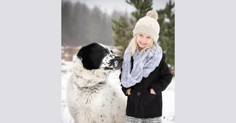 Fargo, a Central Asian Shepherd Dog tested with EmbarkVet.com