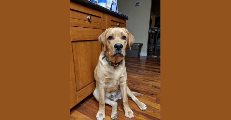 Rocky, a Labrador Retriever tested with EmbarkVet.com