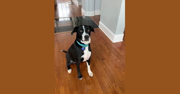 Beau, a Border Collie and American Pit Bull Terrier mix tested with EmbarkVet.com