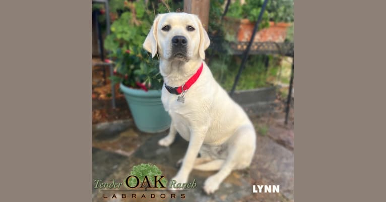 Lynn, a Labrador Retriever tested with EmbarkVet.com