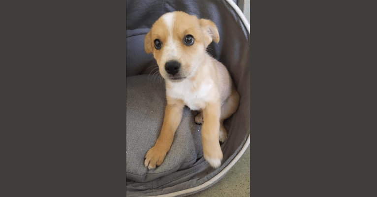 Chamonix, an Australian Cattle Dog and Australian Kelpie mix tested with EmbarkVet.com
