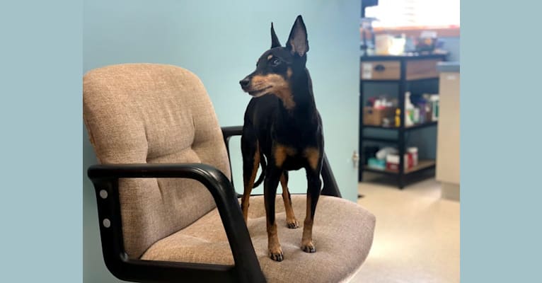 Photo of Penny, a Manchester Terrier (Toy)  in Fantasy Kennels, Mt Nebo Ave, Greenville, IL, USA