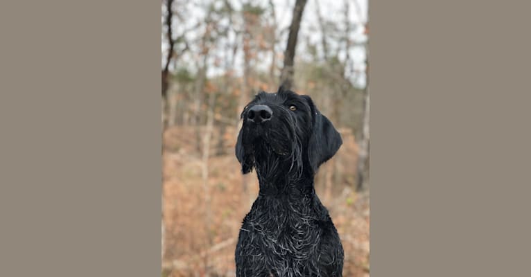 Moxie, a German Wirehaired Pointer tested with EmbarkVet.com