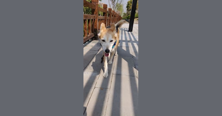 Photo of Mushski, an Alaskan-type Husky and Golden Retriever mix in Homewood, California, USA