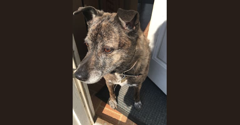 Photo of Bodhi, an American Pit Bull Terrier, Australian Cattle Dog, Chow Chow, Boston Terrier, Pug, Schipperke, and Mixed mix in North Carolina, USA