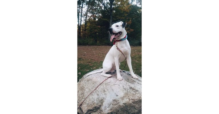 Photo of Baxter-bee, an American Pit Bull Terrier, Akita, Labrador Retriever, Boxer, and Mixed mix in Livonia, Michigan, USA